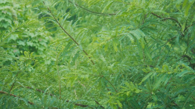 Close up of green leaves and branches with soft natural light calm outdoor nature background
