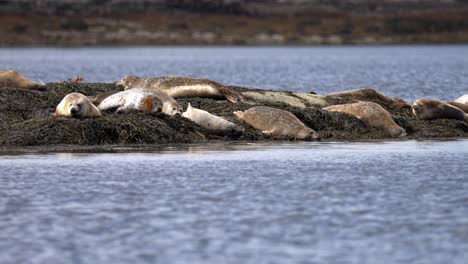 Una-Gran-Manada-De-Focas-Se-Agrupan-Relajándose-Y-Tumbadas-Sobre-Rocas-Cubiertas-De-Algas,-Flotando