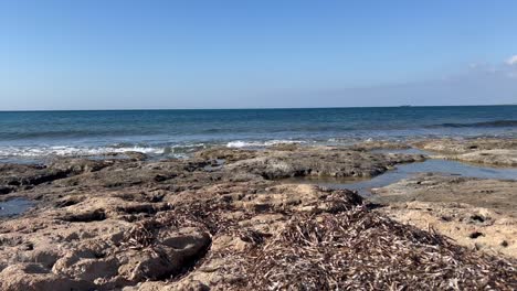 Seagrass-on-rock-beach-in-Paphos,-Cyprus