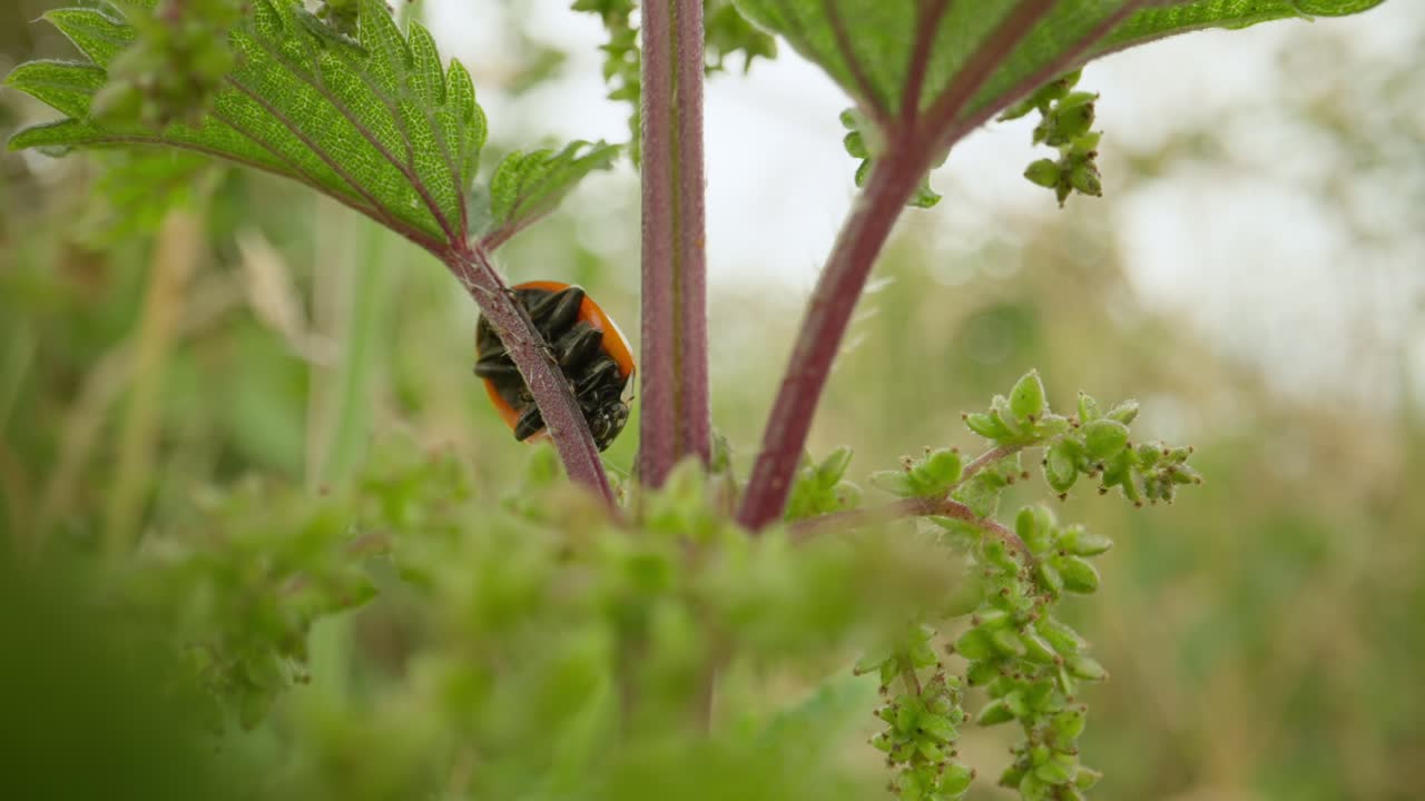 Ladybug moving along plant stem establishing natural insect detailed life feeding and crawling in summer