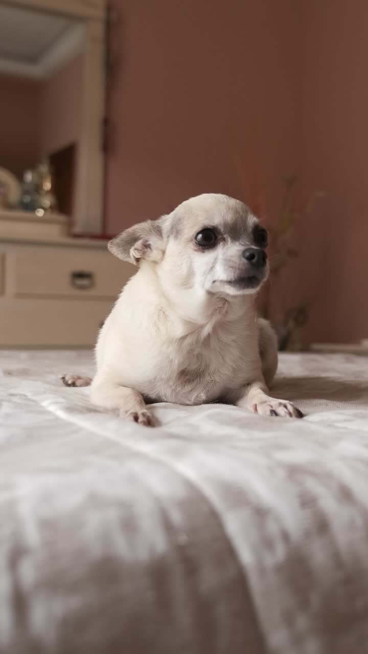 Cute white chihuahua dog sitting on cozy bed in bedroom. Vertical footage