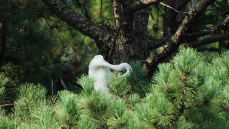 Eastern-Great-Egret-Bird-Preen-Feather-Perched-on-Pine-Tree-And-Open-Bill-Making-Sound-With-Shivering-Throat-in-South-Korea