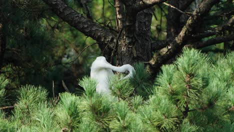 Pluma-De-Garceta-Grande-Oriental-Posada-En-Un-Pino-Y-Pico-Abierto-Haciendo-Sonido-Con-Garganta-Temblorosa-En-Corea-Del-Sur