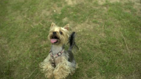 little puppy rearing up slow motion