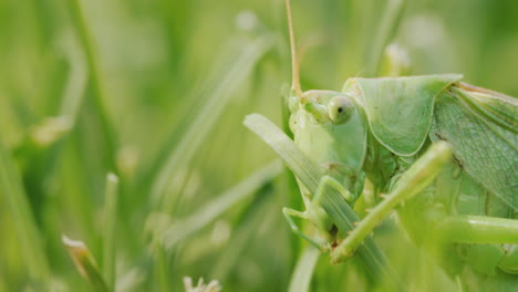 side view of big green grasshopper brushing his teeth with his paws