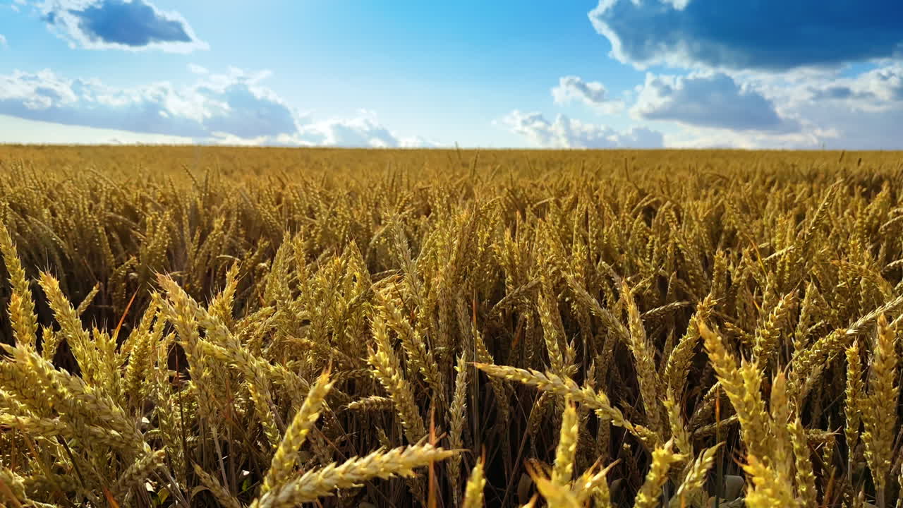 Ripe yellow ears of barley waving in the wind. Agricultural field with corn ready to harvest.