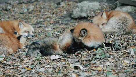 fox cleaning itself on the ground at zao fox village, miyagi, japan - close up