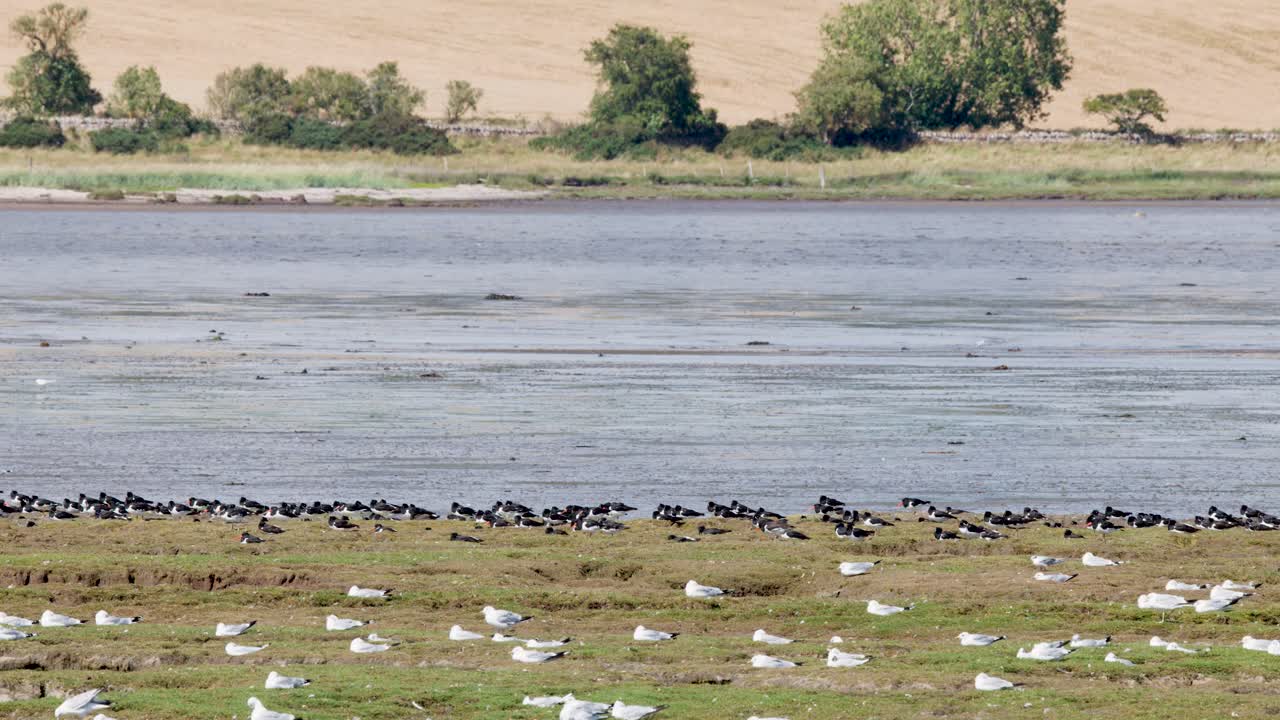 Large flocks of oystercatchers and gulls rest on tidal flats under bright natural daylight