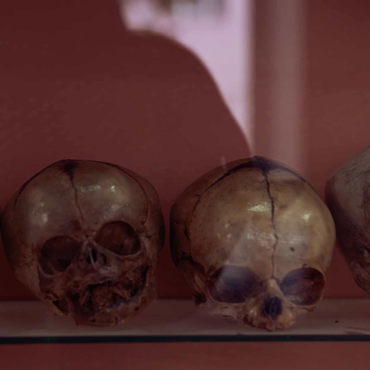 Ancient human skull in museum. Skulls raw shows human evolution at medical museum