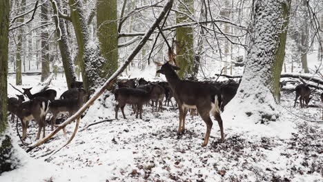 Damhirsch-Frisst-Von-Einem-Baum,-Bewacht-Die-Herde,-Winterwald