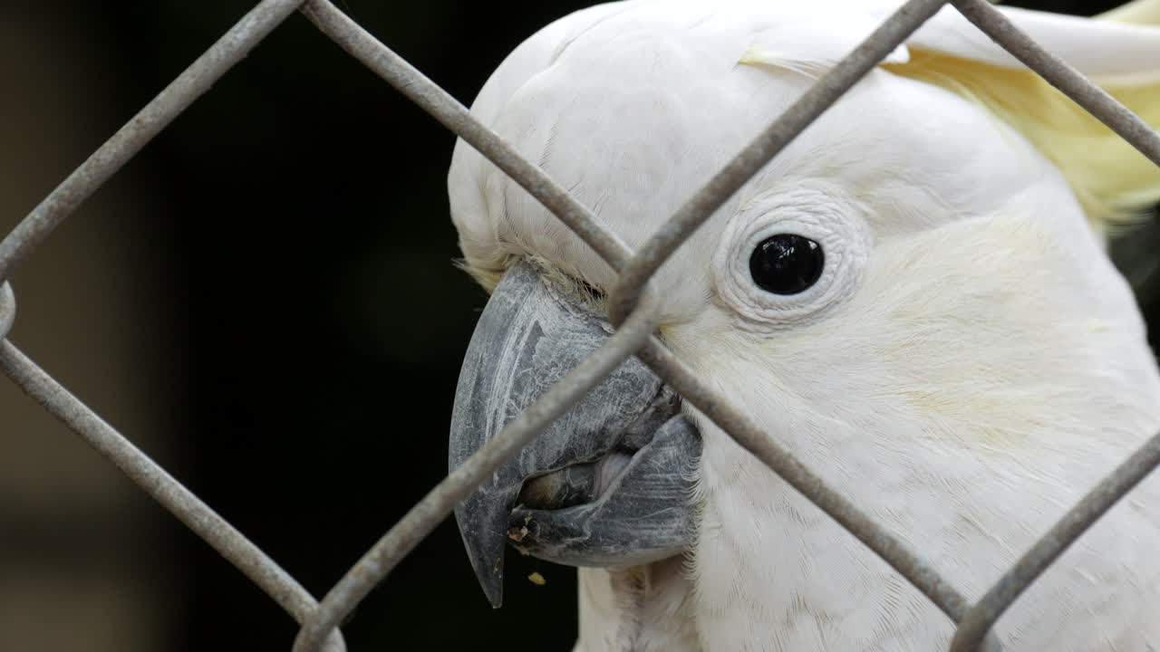 cacatúa de cresta de azufre escalada en un recinto de valla de alambre en un santuario de vida silvestre