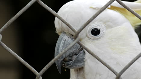 sulphur crested cockatoo climbing on a wire fence enclosure at a wildlife sanctuary