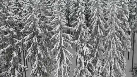 drone flight snowy landscape in black forest germany