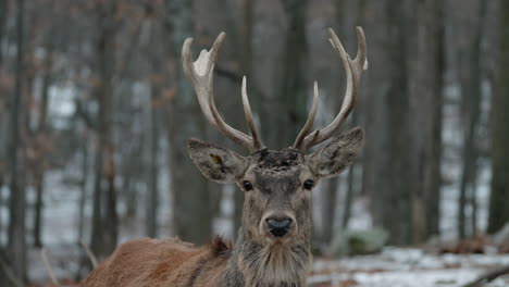 ciervos salvajes en los bosques de parc omega en montebello, quebec, canadá - primer plano