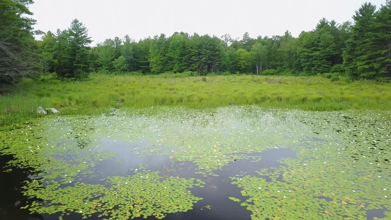 UHD reveal shot of Lily pad marsh scene on a lake in Ontario Canada