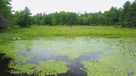 uhd reveal shot of lily pad marsh scene on a lake in ontario canada