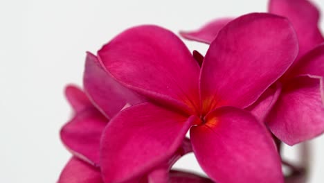 Slider-Schuss-Von-Leuchtend-Rosa-Frangipani-Blume-Auf-Weißem-Hintergrund