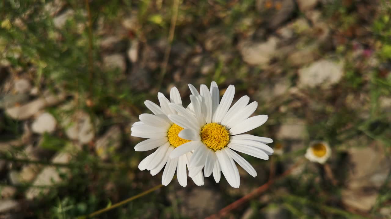 flor de leucanthemum vulgare en flor