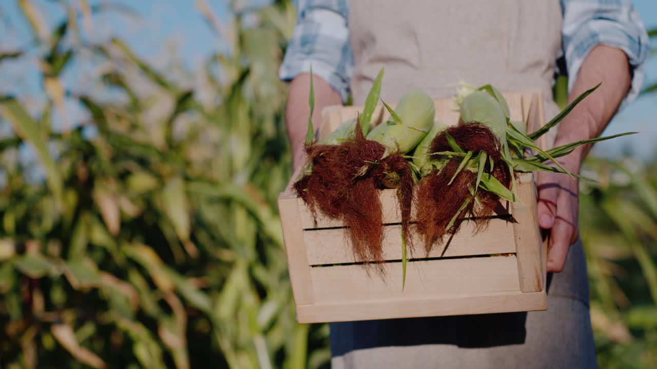 granjero sostiene una caja con mazorcas de maíz frescas