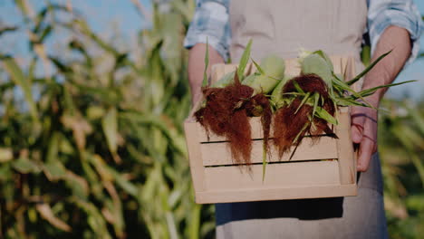 Farmer-holds-a-box-with-fresh-corn-cobs