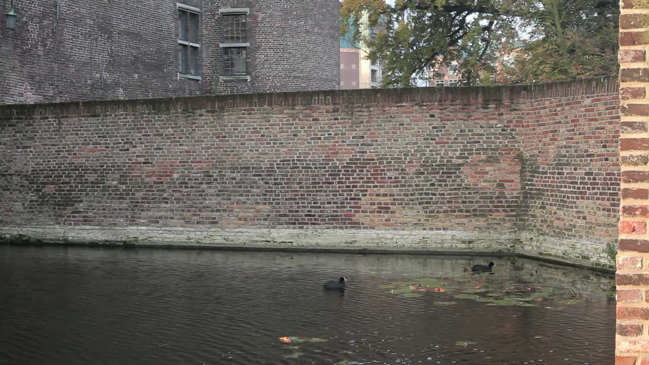 성 연못의 오리