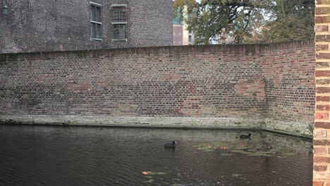 patos en el estanque del castillo