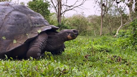 Fotografía-De-Lapso-De-Tiempo-Muestra-Una-Vista-Lateral-De-Una-Tortuga-Gigante-Comiendo-Hierba-En-Las-Galápagos