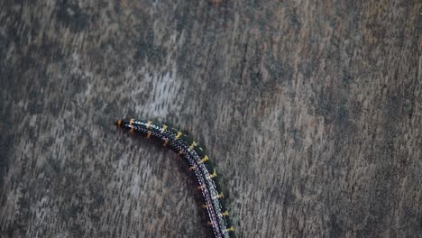 Cylindrophis-Ruffus,-Serpiente-Pipa-De-Cola-Roja,-Descansaba-Sobre-Un-Piso-De-Madera-Y-Se-Enrollaba-En-Una-Figura-De-Ocho-Nudos-Deshaciéndose-Y-Saliendo-Del-Marco