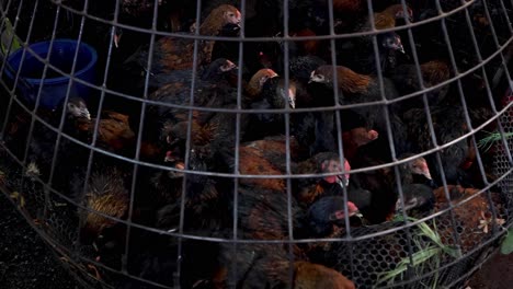 chickens pecking at food in a circular coop