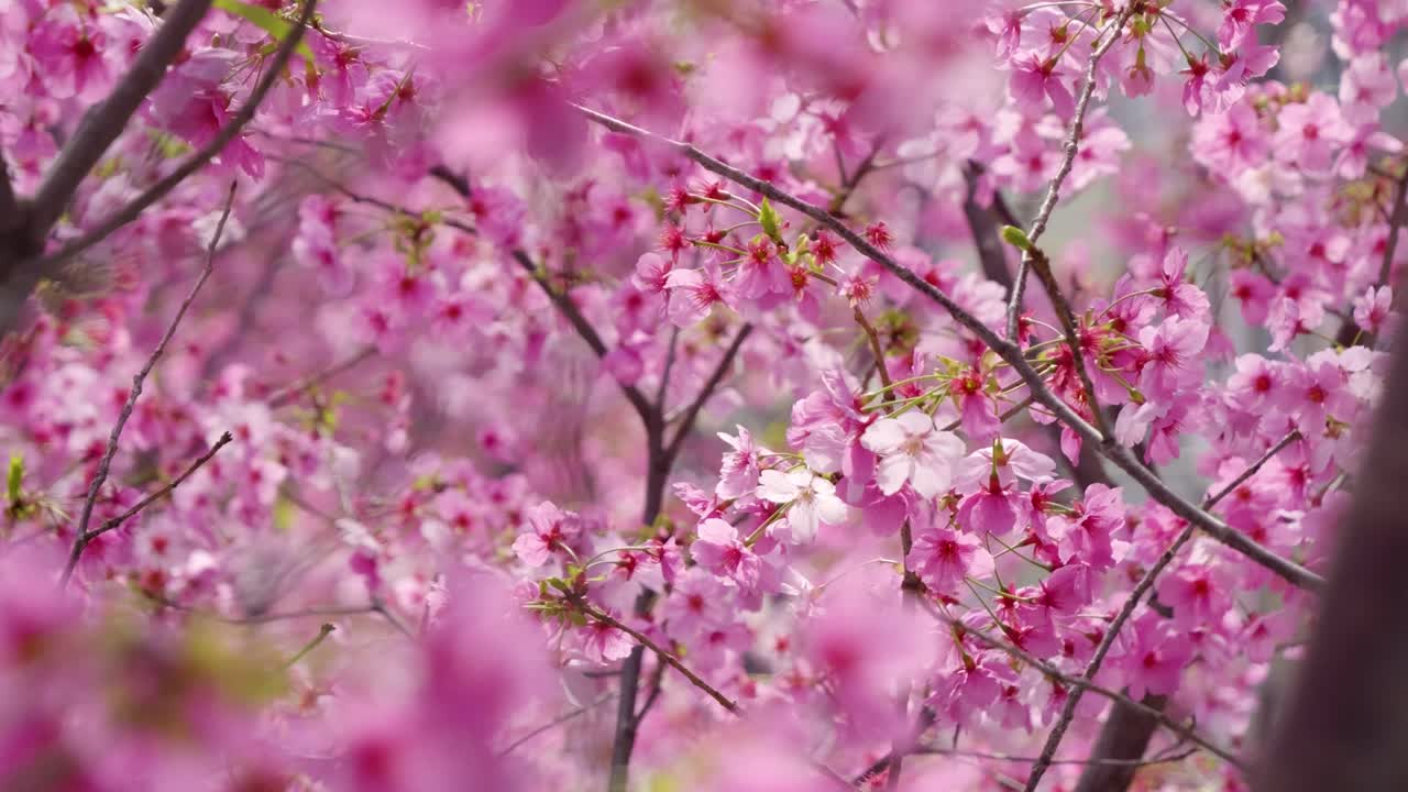 Macro shot of beautiful pink cherry blossom trees