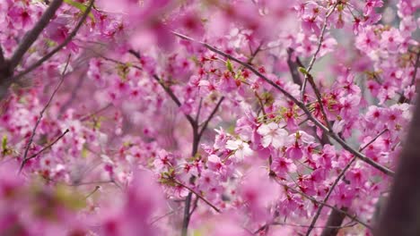 macro shot of beautiful pink cherry blossom trees