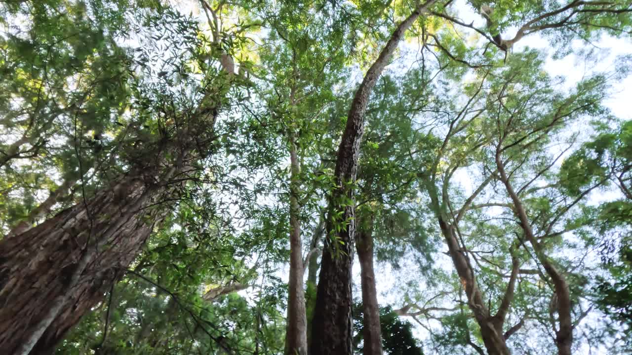 Looking up at tall forest trees