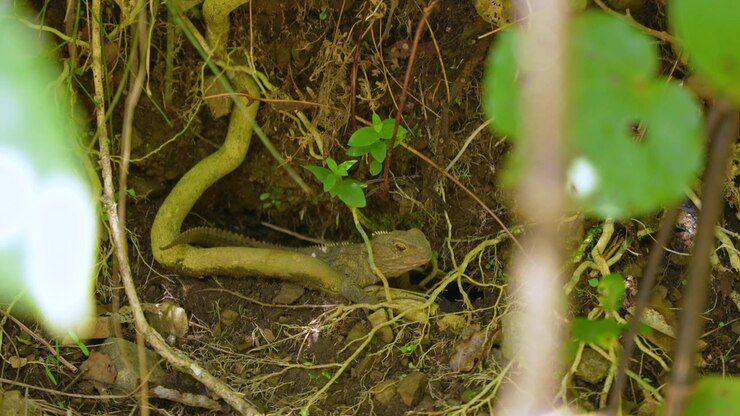 Oud Tuatara-reptiel rust gecamoufleerd tussen boswortels en bladeren in de inheemse bosgrond van Nieuw-Zeeland