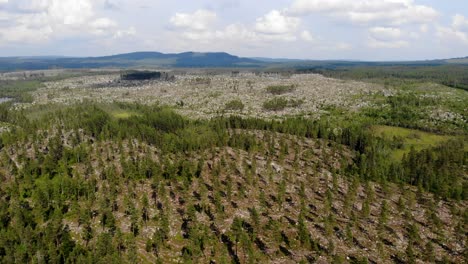 aerial - agroforestry, forest, northern arctic area of sweden, reverse rising shot