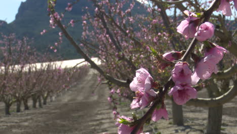 peach blossom orchard in spring