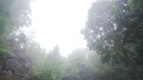 Looking-Up-While-Driving-Through-Wooded-Road.