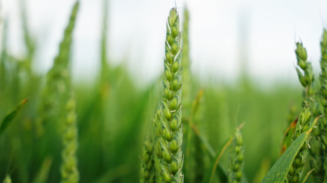 green wheat ear standing prominently in a field, with other out-of-focus green wheat stalks in the background, conveying a sense of agricultural growth and potential