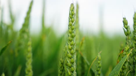 green wheat ear standing prominently in a field, with other out-of-focus green wheat stalks in the background, conveying a sense of agricultural growth and potential