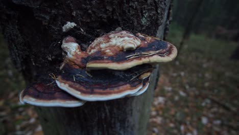 mushroom growing on a tree with dark upper side and white bottom, slow camera movement around it, closeup