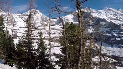 terreno montañoso congelado con pinos en los alpes suizos, suiza - toma amplia