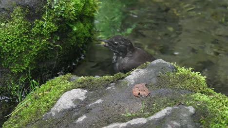 Close-up-of-brown-dipper-perching-on-algae-covered-stream-bank-eating-insects