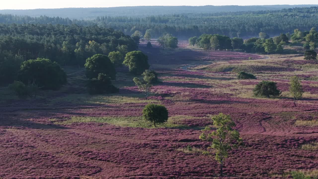Heather landscape with forest and trees