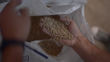 pouring barley grains into a bag
