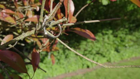 silver or white gold wedding rings hang on a tree branch