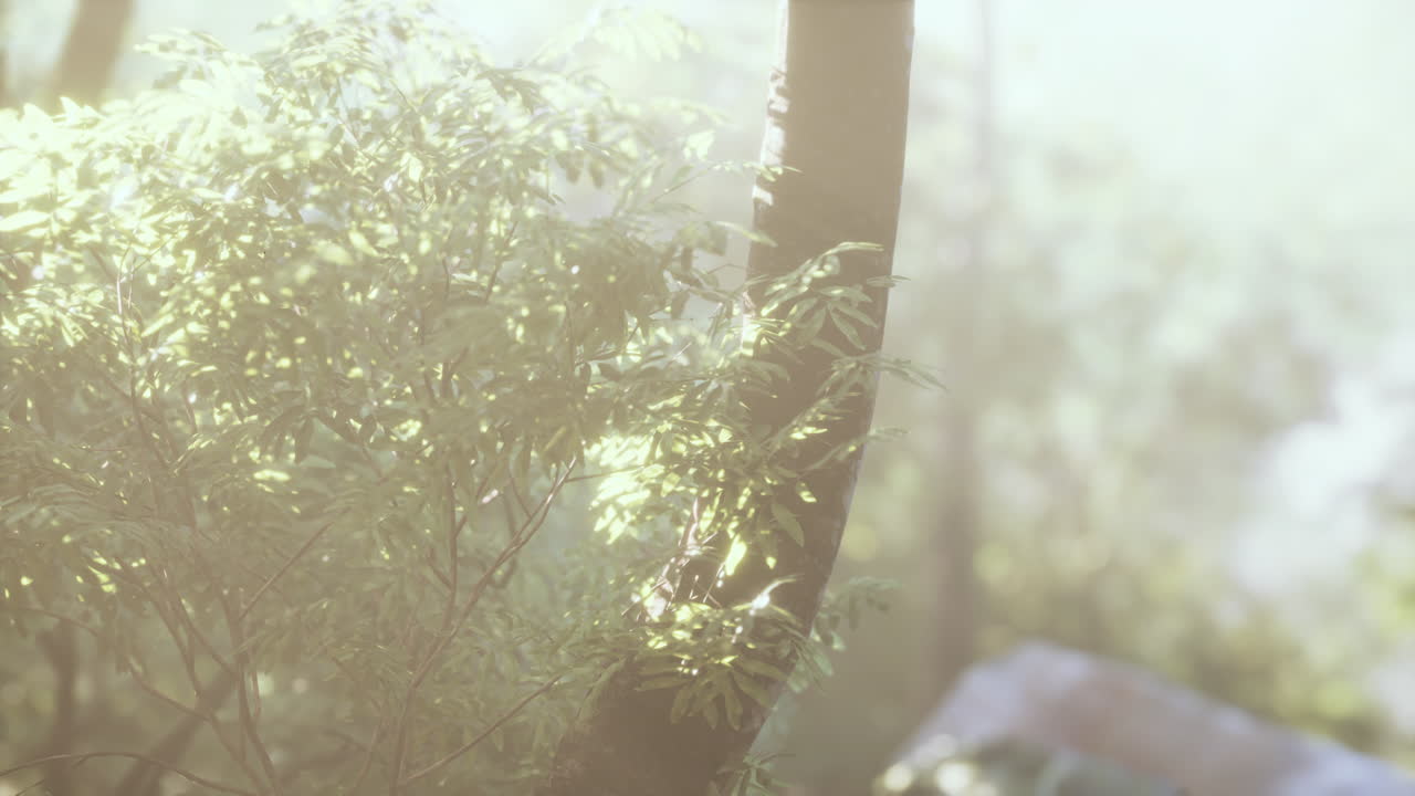 아시아 의 깊은 열대 정글