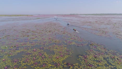 el lago del loto rojo