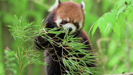 red panda or lesser panda eating bamboo leaves - close-up slow-motion