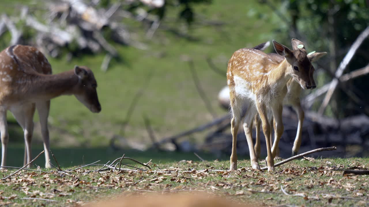 화창한 날 목초지에서 걷는 달콤한 사슴 가족의 느린 동작 - prores 4k