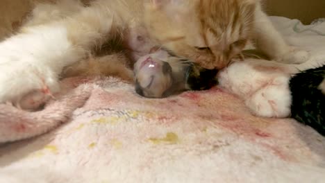 mother cat's instinctive care as she cleans her newborn kittens, removing birth membranes and stimulating their first movements. a touching display of feline maternal love and natural kitten care