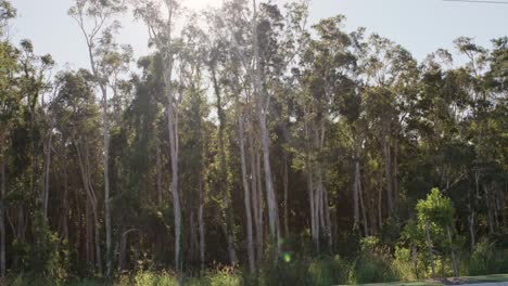 Paperbark trees - static shot - Melaleuca quinquenervia
